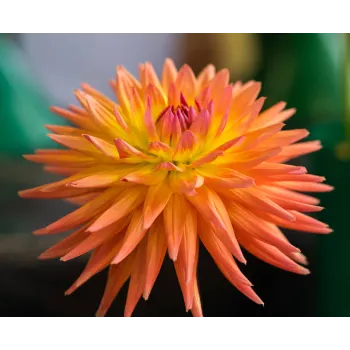 Fresh Dahlia Plant